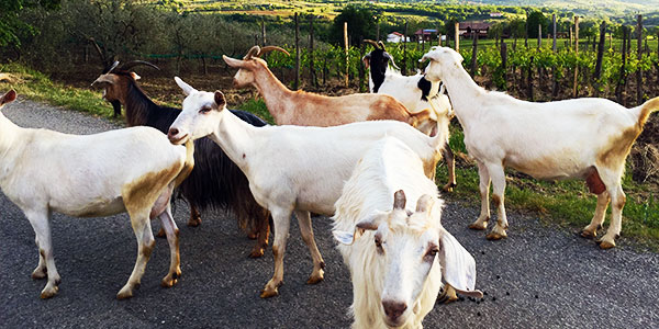 Campania Goats while Hiking