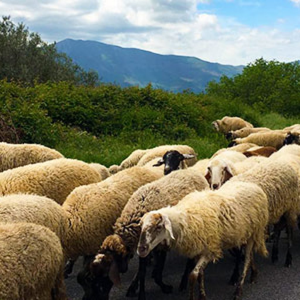 Casa-Magi_About_campania-sheep