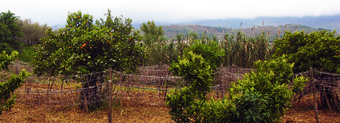 Cilentro Country House Farming Picking Organges Tree