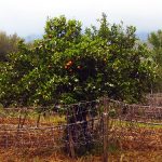 orange-tree-celebtro-organic